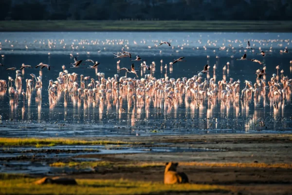 Lake Manyara National Park