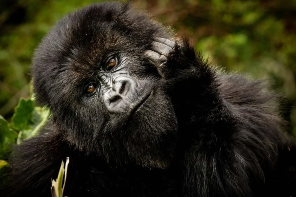 6 Days Rwanda Safari
