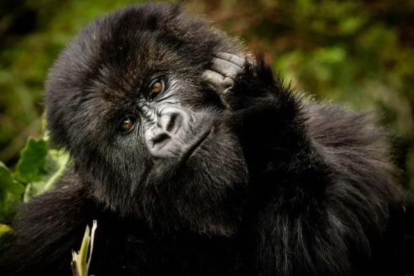 6 Days Rwanda Safari