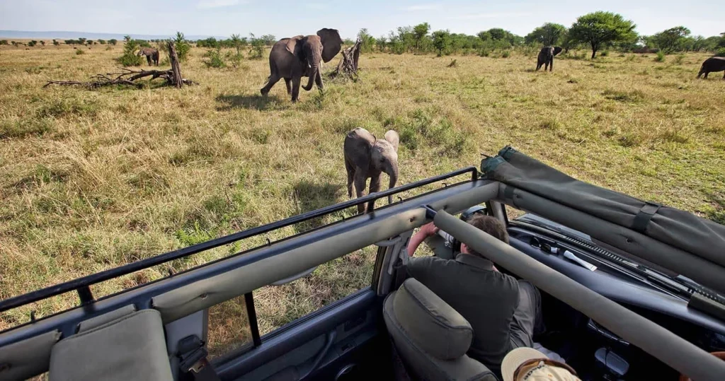 Game Drive Safaris