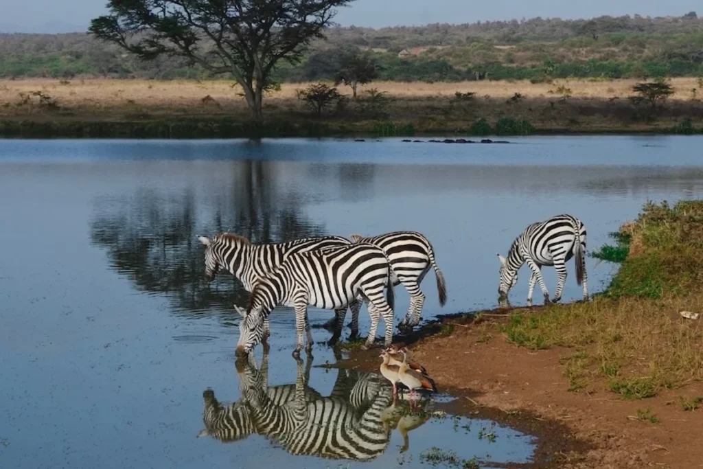 Nairobi National Park